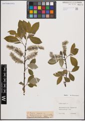 Foto von Salix caprea L.